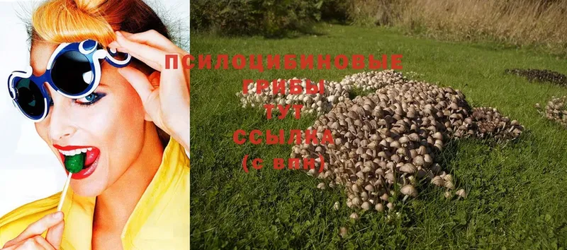 Галлюциногенные грибы Cubensis Покровск